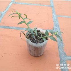 《铁皮石斛花韵 山野间的生命韧性》