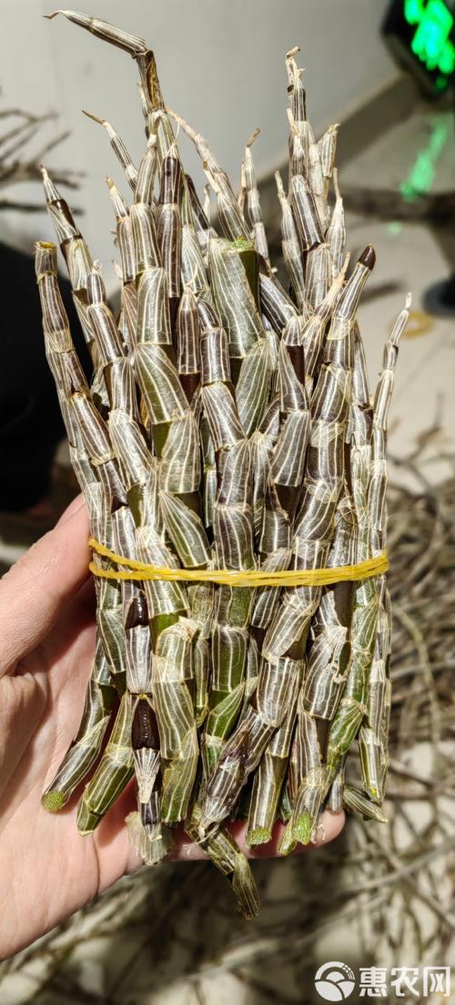基地直发紫皮石斛，量大从优，品质之选