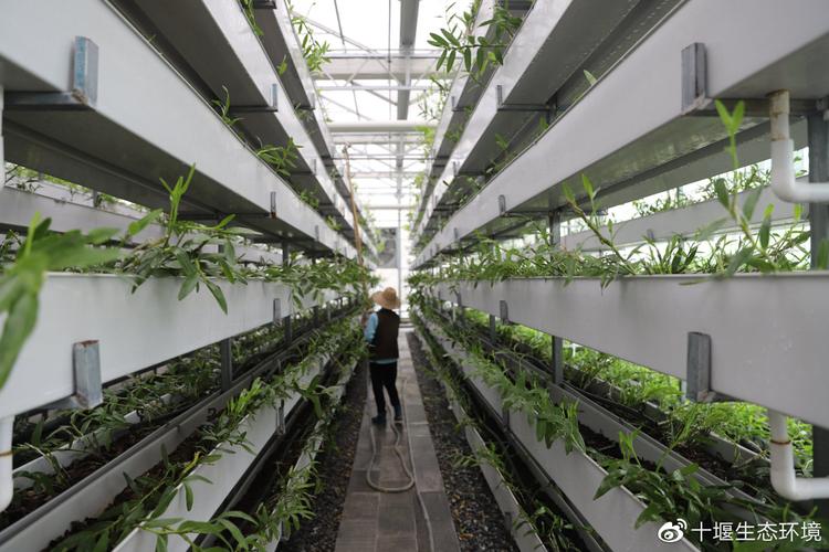 层架上的绿色黄金 金钗石斛工厂的壮丽画卷